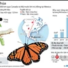 [Infographics] Những điều chưa biết về loài bướm chúa Bắc Mỹ