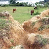 Ruộng mới do Ban quản lý Dự án cấp cho dân không có nguồn nước tưới để sản xuất, trở thành bãi cỏ cho bò. (Ảnh: Phước Ngọc/TTXVN)
