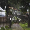 Bão đổ bộ khiến nhiều cây xanh đổ gục. (Nguồn: latimes.com)