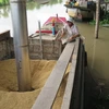 Hút lúa từ ghe vào nhà máy chế biến Thoại Sơn của Tập đoàn Lộc Trời. (Ảnh: Hồng Nhung/TTXVN)