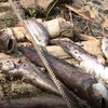 Cá chết bất thường trên sông Âm. (Ảnh: Trịnh Duy Hưng/TTXVN)