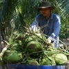 Thu mua dừa trái tại vườn. (Ảnh: Huỳnh Phúc Hậu/TTXVN)