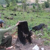Nhiều cánh rừng tại Công ty trách nhiệm hữu hạn một thành viên Lâm nghiệp Ea Wy, huyện Ea H’leo đã bị đốt, phá để trồng đậu. (Ảnh: Phạm Cường/TTXVN)