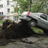 Một cây lớn bị bật gốc sau khi bão tràn qua thủ đô Moskva. (Nguồn: Reuters)