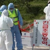Nhân viên y tế kiểm dịch tại một trang trại sau khi có thông báo về trường hợp nghi nhiễm cúm gia cầm tại Gunsan. (Nguồn: EPA/TTXVN)