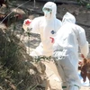 Nhân viên kiểm dịch tiêu hủy gà tại một trang trại ở Gijang, Busan (Hàn Quốc). (Nguồn: YONHAP/TTXVN)