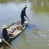 Nhân viên Công ty Thoát nước và Xử lý nước thải Đà Nẵng vớt cá lên bờ để tiêu hủy. (Ảnh: Đinh Văn Nhiều/TTXVN)