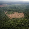 Rừng Amazon thuộc bang Para, Brazil. (Nguồn: AFP/TTXVN)