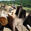 Nhiều cây cổ thụ bị lâm tặc đốn hạ còn trơ gốc. (Ảnh: Nguyên Linh/TTXVN)