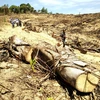 Hiện trường vụ 61ha rừng tự nhiên ở An Lão bị lâm tặc triệt phá. (Ảnh: Nguyên Linh/TTXVN)
