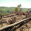 Hiện trường vụ 43ha rừng tự nhiên ở An Lão bị lâm tặc xóa sổ. (Ảnh: Nguyên Linh/TTXVN)