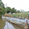 Người dân trồng thanh long ở huyện Lấp Vò, Đồng Tháp, tự làm đê bao bảo vệ sản xuất vườn cây ăn trái trong mùa mưa lũ. (Ảnh: Chương Đài/TTXVN)