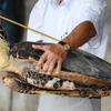 Rùa biển bị sát hại để làm đồ thủ công mỹ nghệ.(Ảnh: ENV)
