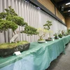 Triển lãm hoa xuân và nghệ thuật bonsai diễn ra trong hai ngày 31/3 và 1/4 ở Vancouver, Canada, thu hút hàng trăm du khách tới chiêm ngưỡng. (Nguồn: THX/TTXVN)