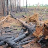 Rừng thông dọc Quốc lộ 28 thuộc bàn xã Quảng Sơn (Đắk G’Long, Đắk Nông) bị cưa hạ, đốt trụi. (Ảnh: Anh Dũng/TTXVN)