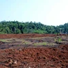 Hiện trường vụ 15ha rừng tại Công ty trách nhiệm hữu hạn Một thành viên Lâm nghiệp Quảng Sơn. (Ảnh: Mai Hưng Thịnh/Vietnam+)