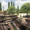 Số gỗ tang vật được lực lượng chức năng thu giữ. (Ảnh: Quang Huy/TTXVN)