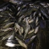 Cá nuôi chết nổi trắng bè trên sông Là Ngà. (Ảnh: Sỹ Tuyên/TTXVN)
