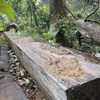 Vụ khai thác gỗ trái phép xảy ra trên địa bàn xã Chư Đang Ya. (Ảnh: Dư Toán/TTXVN)