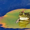 Loài ếch kêu như dê. (Nguồn: debate.com.mx) 