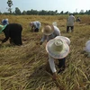 Nông dân Thái Lan thu hoạch lúa trên cánh đồng ở quận Takbai, tỉnh Narathiwat. (Nguồn: AFP/TTXVN)