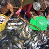 Thu hoạch cá tra nguyên liệu tại Ô Môn, Cần Thơ. (Ảnh: Duy Khương/TTXVN)