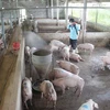 Phun thuốc phòng bệnh cho đàn lợn. (Ảnh: Nguyễn Nam/TTXVN)