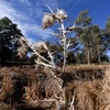 Cây cỏ bị chết khô do hạn hán tại Duri, New South Wales, Australia. (Nguồn: AFP/TTXVN)