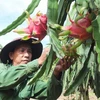 Người dân huyện Chợ Gạo thu hoạch thanh long. (Ảnh: Nam Thái/TTXVN)