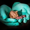Chuột con sinh ra từ hai chuột cái. (Nguồn: independent.co.uk)
