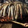 Ngà voi và các bộ phận động vật khác bị tiêu hủy tại Naypyidaw, Myanmar. (Nguồn: AFP/TTXVN)