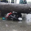 Cây xanh đổ ngã đè lên một xe máy đang lưu thông trên đường Nguyễn Văn Linh, đoạn đi qua xã Bình Hưng, huyện Bình Chánh, TP.HCM, khiến người điều khiển xe bị thương nặng và tử vong ngay sau đó. (Ảnh: TTXVN phát)