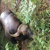 Xác định nguyên nhân cá thể bò tót chết trong khu bảo tồn ở Đồng Nai