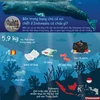 Bên trong bụng chú cá voi chết ở Indonesia chứa những gì?