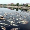 Cá chết hàng loạt, nổi trắng mặt nước tại hồ điều hòa Cửa Nam, thành phố Vinh (Nghệ An). (Ảnh: Tá Chuyên/TTXVN)