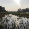Toàn bộ hệ thống cống thoát nước dân sinh dài 800-1.000m và 5ha đất nông nghiệp của xã Quảng Hưng đã bị nhiễm dầu. (Ảnh: Hoa Mai/Vietnam+)
