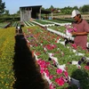 Phường Tân Quy Đông và xã Tân Khánh Đông (Sa Đéc, Đồng Tháp) có hơn 2.300 hộ sản xuất hoa kiểng các loại. (Ảnh: Nguyễn Văn Trí/TTXVN)