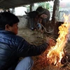 Người dân đốt củi sưởi ấm cho gia súc. (Ảnh: Phan Tuấn Anh/TTXVN)