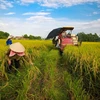 Ảnh chỉ có tính minh họa. (Ảnh: Lê Minh Sơn/Vietnam+)