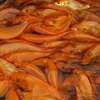 Cá chép ở làng Tân Cổ nổi tiếng có hình dáng đẹp, đỏ đều, cá sống khỏe. (Ảnh: Khiếu Tư/TTXVN)