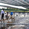 Mô hình nuôi tôm siêu thâm canh gắn với bảo vệ môi trường tại xã Hòa Tân, thành phố Cà Mau, tỉnh Cà Mau. (Ảnh: Kim Há/TTXVN)