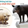 [Infographics] Những loài lợn kỳ lạ nhất trên thế giới