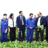 Thủ tướng Nguyễn Xuân Phúc thăm các cánh đồng nguyên liệu của Công ty Cổ phần thực phẩm xuất khẩu Đồng Giao. (Ảnh: Thống Nhất/TTXVN)