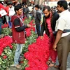 Người dân chọn mua hoa hồng cho ngày Lễ Tình yêu 14/2 tại Dhaka, Bangladesh. (Nguồn: THX/TTXVN)