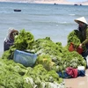 Vùng ven biển huyện Thuận Nam, Ninh Thuận trở thành nơi phát triển mạnh nghề nuôi rong sụn, mang lại thu nhập cao cho người dân. (Ảnh: Công Thử/TTXVN)