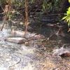 Nguy cơ bùng phát dịch khi người dân vứt xác lợn chết trên suối Cam Ly. (Ảnh: Đặng Tuấn/TTXVN)