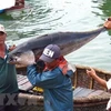 Ngư dân Phú Yên đánh bắt cá ngừ đại dương. (Ảnh minh họa: Thế Lập/TTXVN)