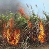 Cháy diện tích mía đang trong thời kỳ thu hoạch tại huyện Kbang. (Ảnh: Hồng Điệp/TTXVN)