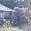 Cá thể voi rừng ngà lệch kéo về phá nương rẫy, nhà của người dân. (Ảnh: TTXVN phát)