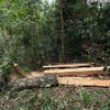 66 cây gỗ các loại bị đốn hạ bằng máy cưa xăng. Ảnh minh họa. (Ảnh: Phan Tuấn Anh/TTXVN)